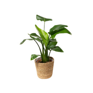 plants<br /> strelizia nicolai